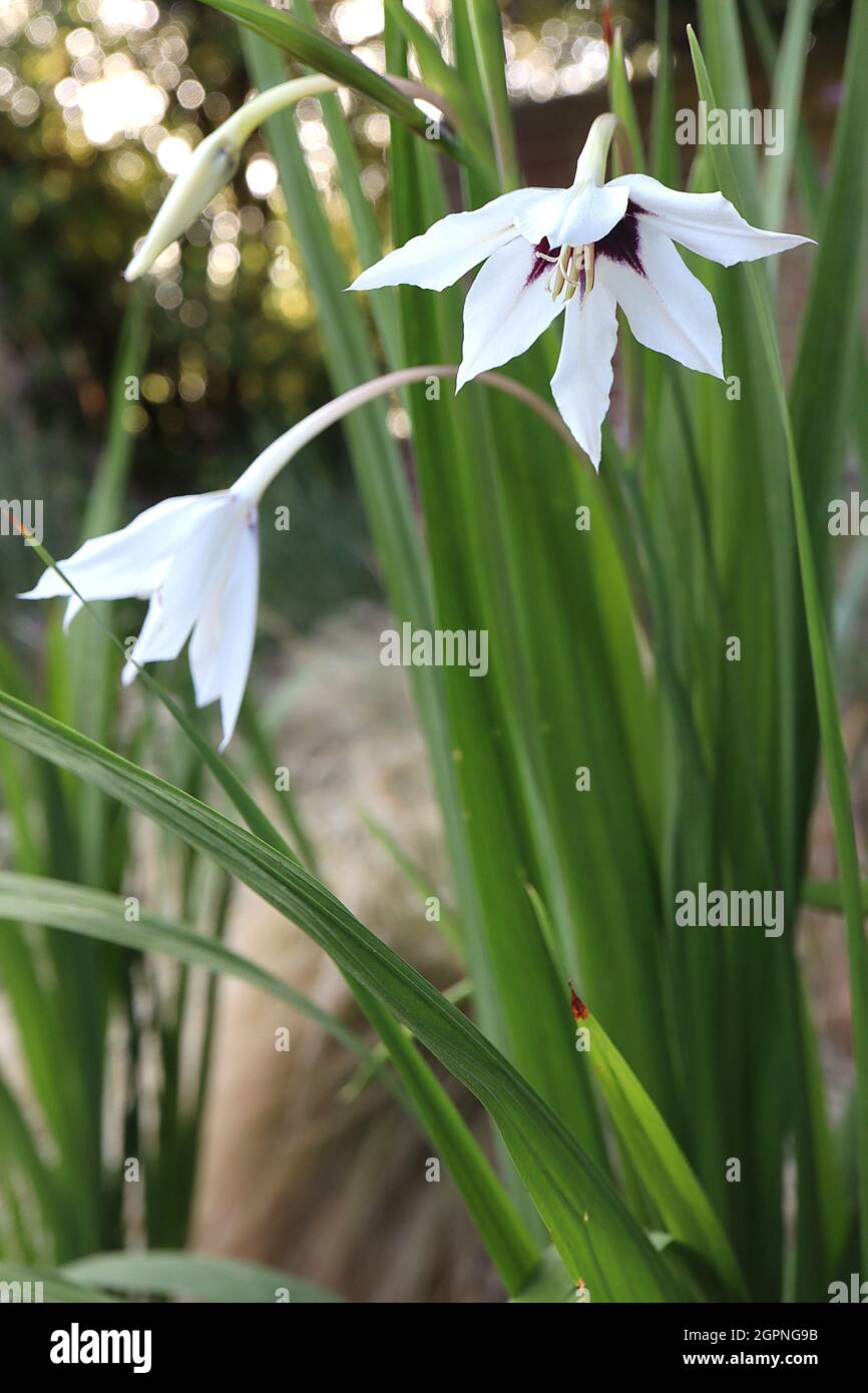Gladiolus murielae Acidanthera murielae – fleurs blanches en forme de cloche aux pétales évasés et à la gorge pourpre, très parfumées, septembre, Angleterre, Royaume-Uni Banque D'Images