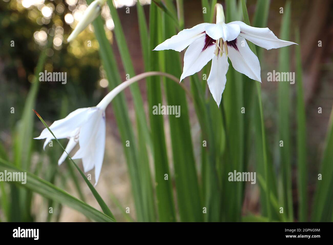 Gladiolus murielae Acidanthera murielae – fleurs blanches en forme de cloche aux pétales évasés et à la gorge pourpre, très parfumées, septembre, Angleterre, Royaume-Uni Banque D'Images