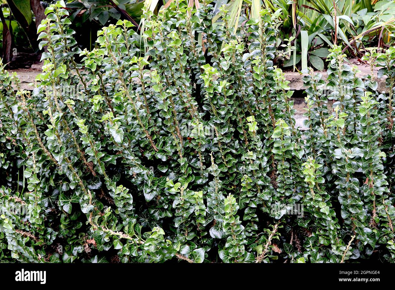 Hedera Helix ‘Erecta’ Ivy Erecta – branches raides droites de petites feuilles vertes brillantes, septembre, Angleterre, Royaume-Uni Banque D'Images