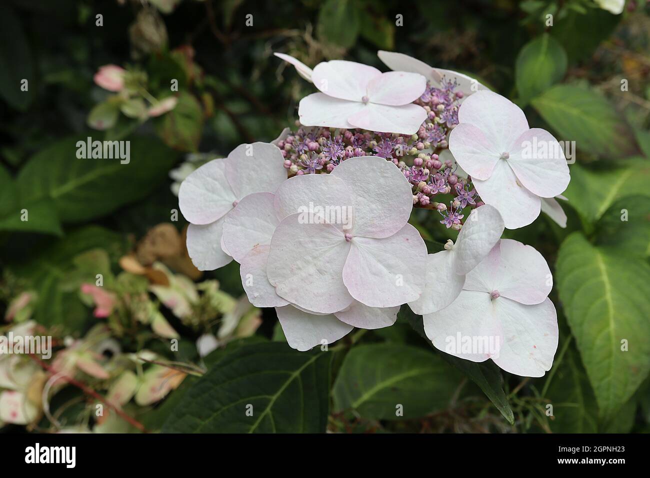 Hydrangea macrophylla ‘Veitchii’ Hortensia Veitchii – grands pétales blancs et petits amas de fleurs de mauve, septembre, Angleterre, Royaume-Uni Banque D'Images
