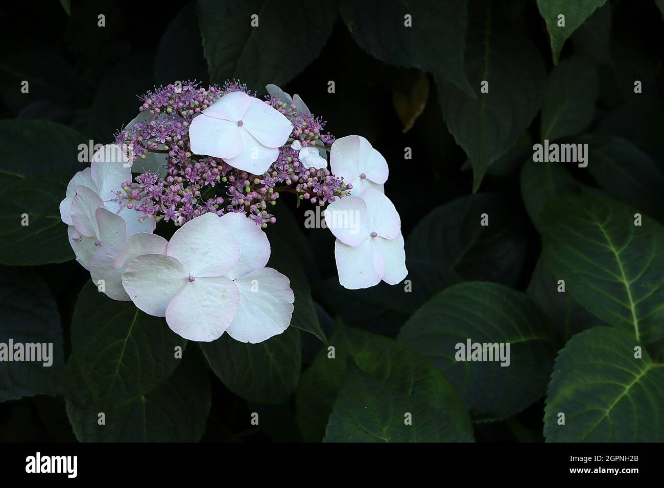 Hydrangea macrophylla ‘Veitchii’ Hortensia Veitchii – grands pétales blancs et petits amas de fleurs de mauve, septembre, Angleterre, Royaume-Uni Banque D'Images