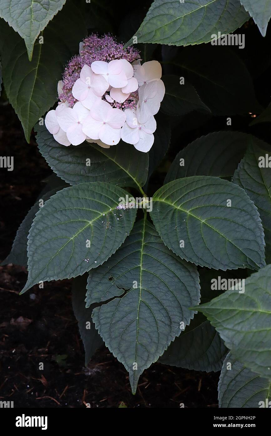 Hydrangea macrophylla ‘Veitchii’ Hortensia Veitchii – grands pétales blancs et petits amas de fleurs de mauve, septembre, Angleterre, Royaume-Uni Banque D'Images