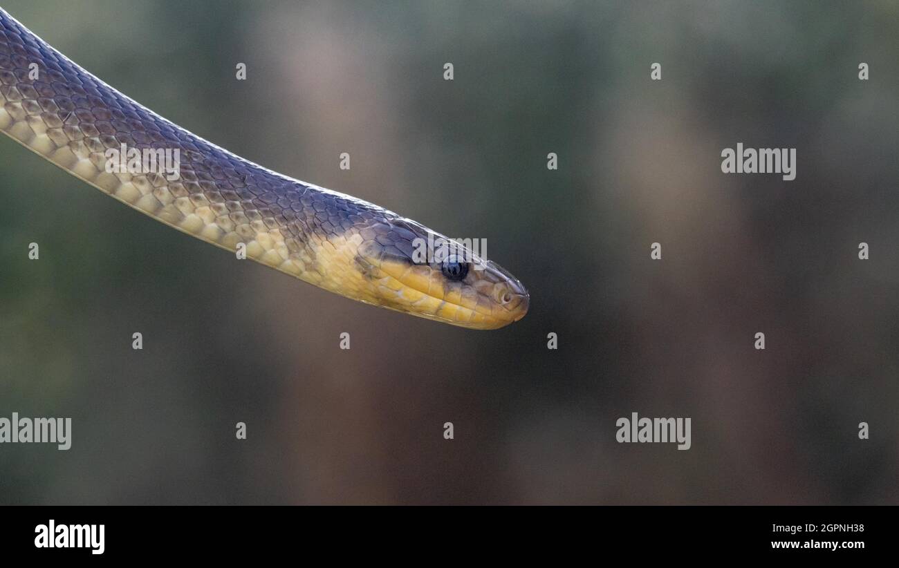 Aesculapian snake Banque D'Images