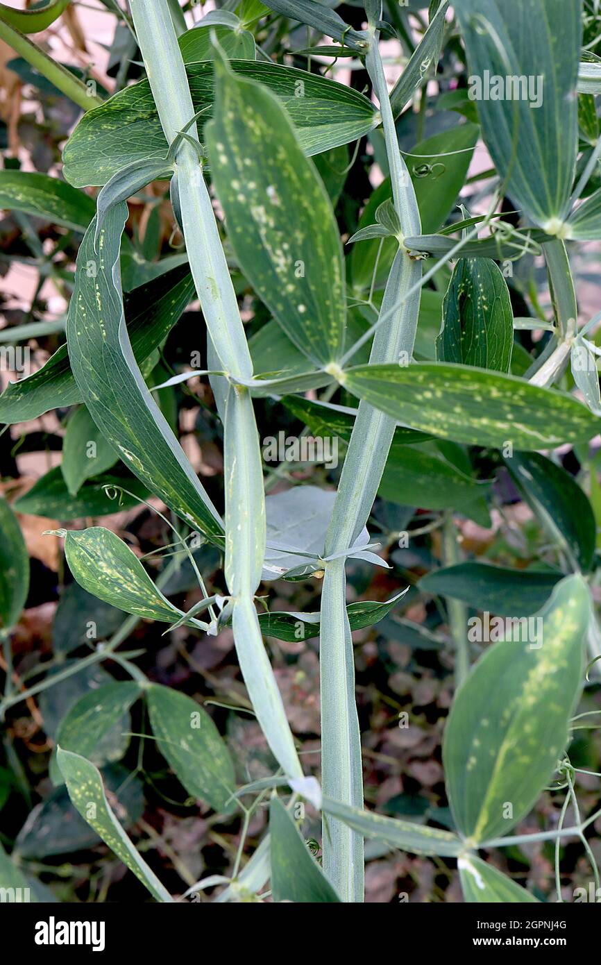 Lathyrus latifolius «Red Pearl» pois à feuilles persistantes à feuilles larges – feuilles en forme de lance vert foncé, septembre, Angleterre, Royaume-Uni Banque D'Images