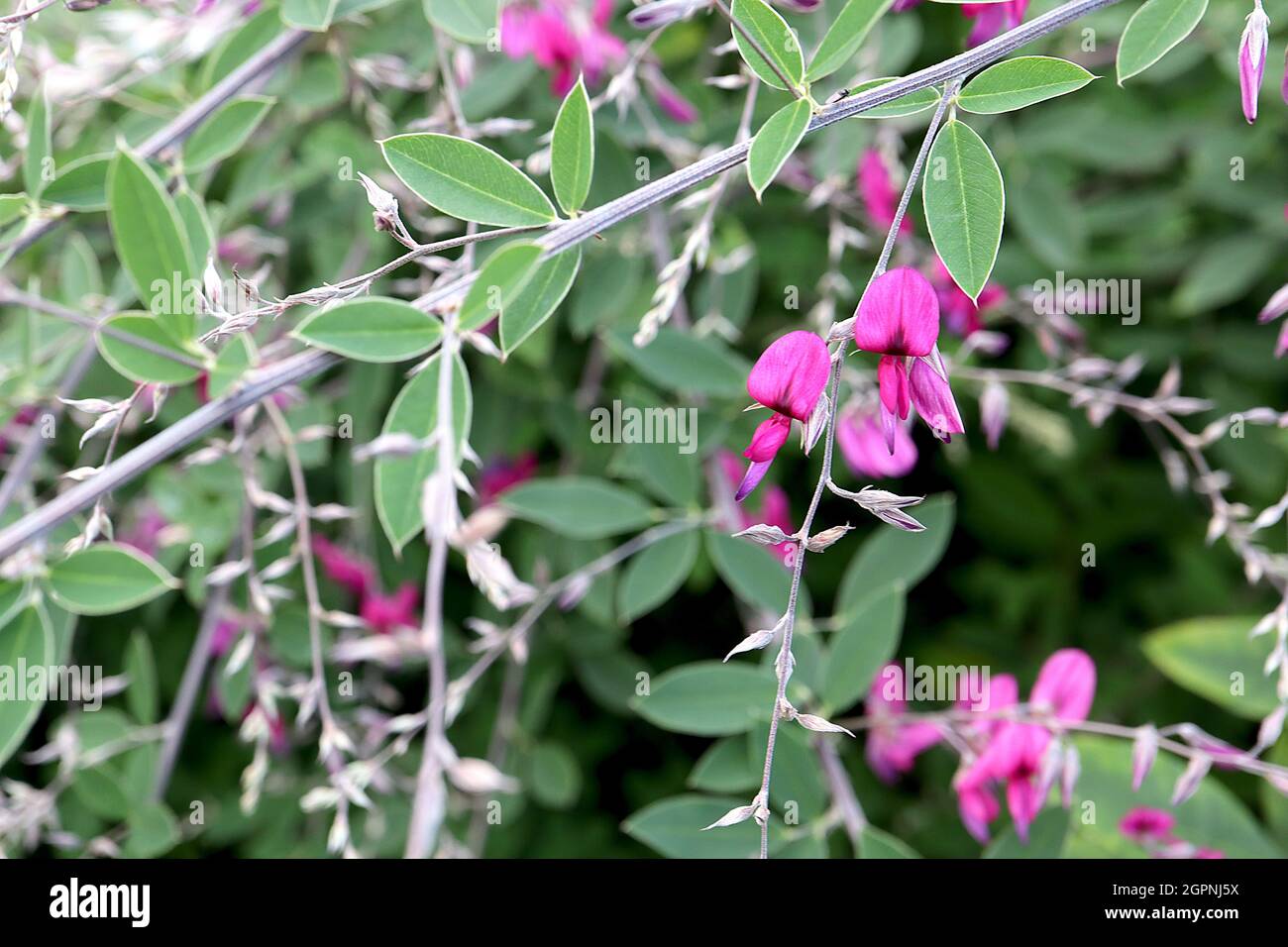 Lespedeza thunbergii Thunberg lespedeza – fleurs de forme de pois rose profond avec une tache basale brune et des feuilles trifoliées vert moyen avec des marges de contour grises Banque D'Images