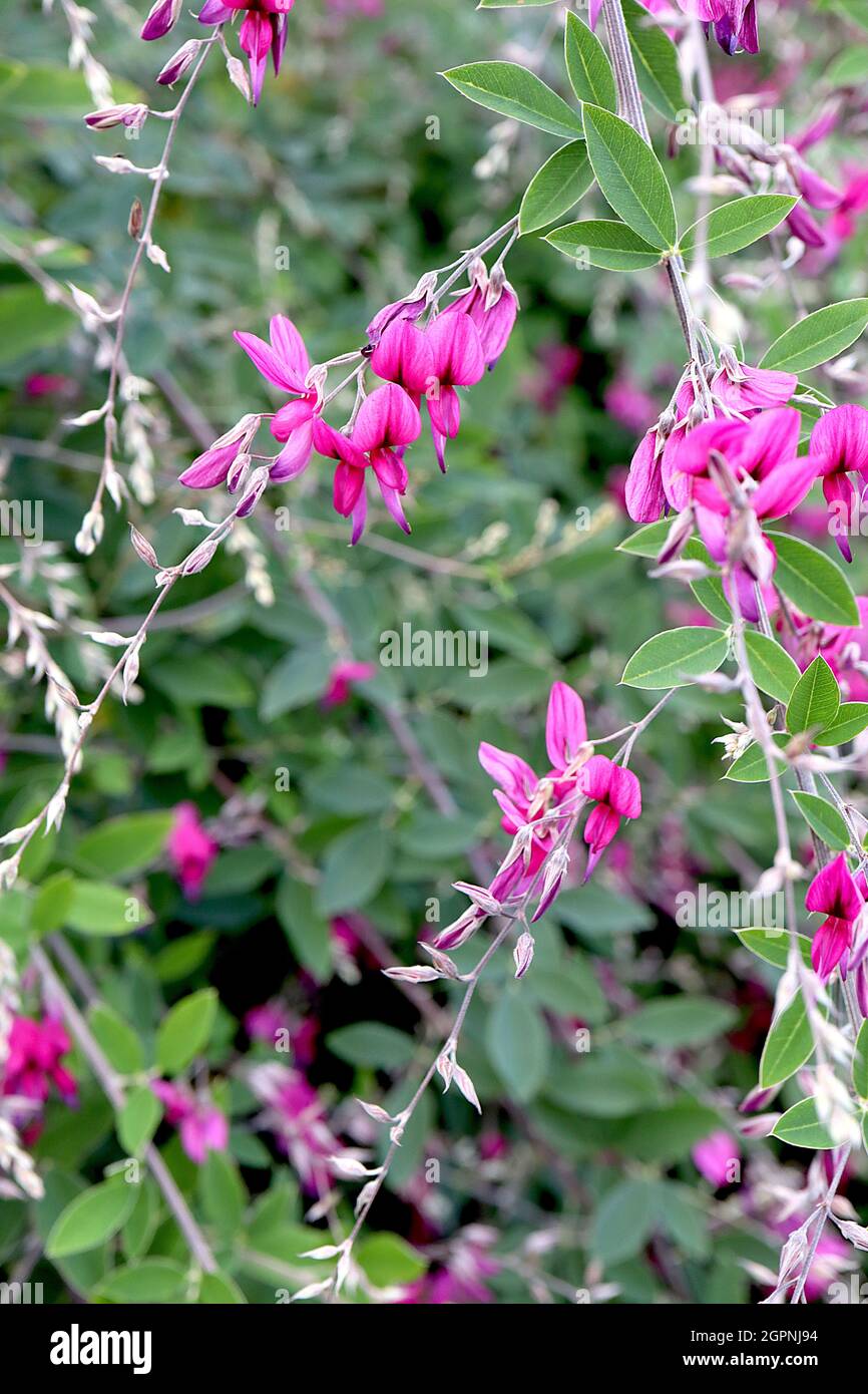 Lespedeza thunbergii Thunberg lespedeza – fleurs de forme de pois rose profond avec une tache basale brune et des feuilles trifoliées vert moyen avec des marges de contour grises Banque D'Images