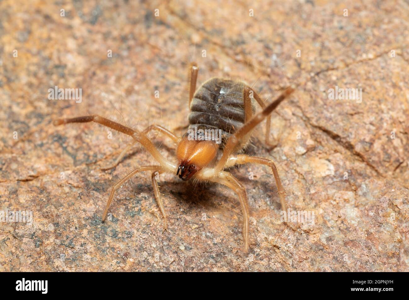 Araignée de Solifuge ou de chameau, araignée de vent / Romaine rouge, Panna, Madhya Pradesh, Inde Banque D'Images