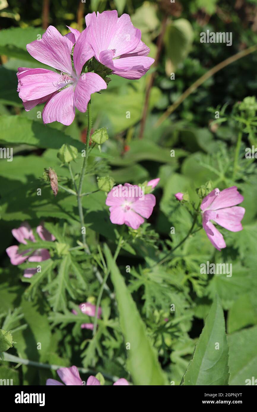 Malva moschata «rosea» musc malow rosea – musc blanc malow – fleurs en forme de soucoupe rose moyen et feuilles profondément divisées, septembre, Angleterre, Royaume-Uni Banque D'Images