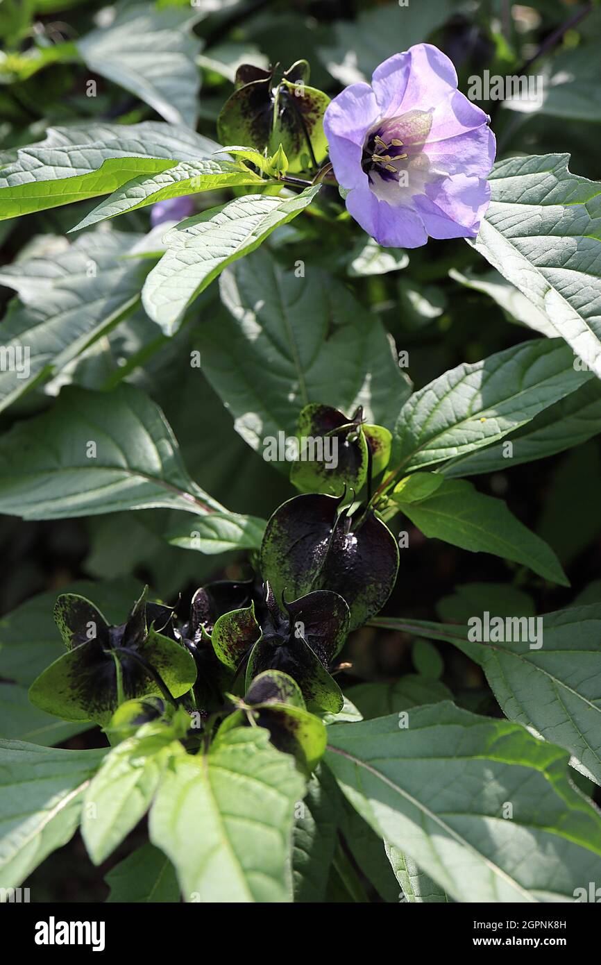 Nicandra physalodes plante de shoo-Fly – fleurs de lilas pâle en forme de cloche avec gorge blanche et tache pourpre, septembre, Angleterre, Royaume-Uni Banque D'Images