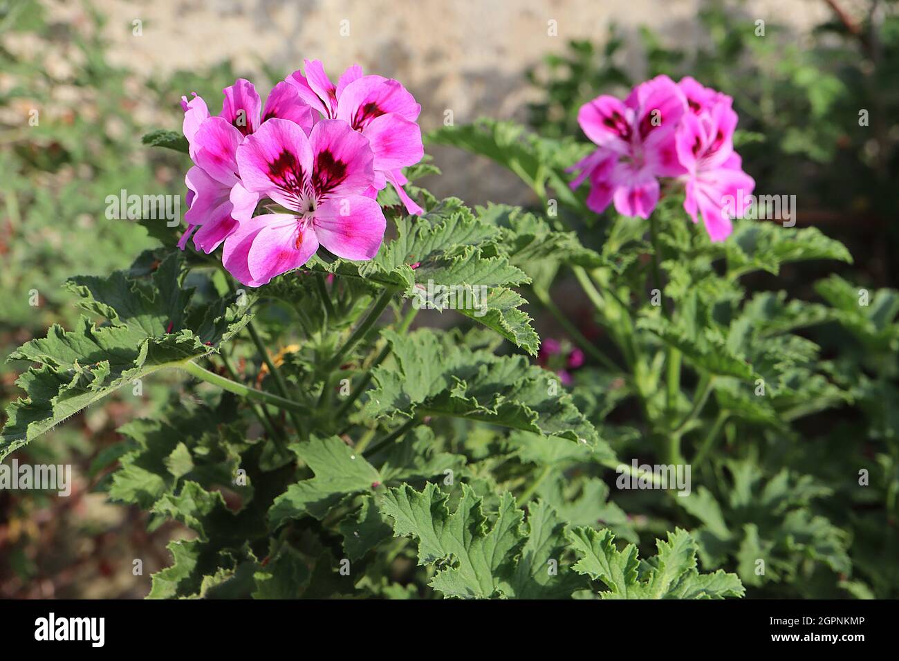 Pelargonium ‘Orsett’ fleurs roses moyennes avec tache brun pourpre, feuilles parfumées, septembre, Angleterre, Royaume-Uni Banque D'Images