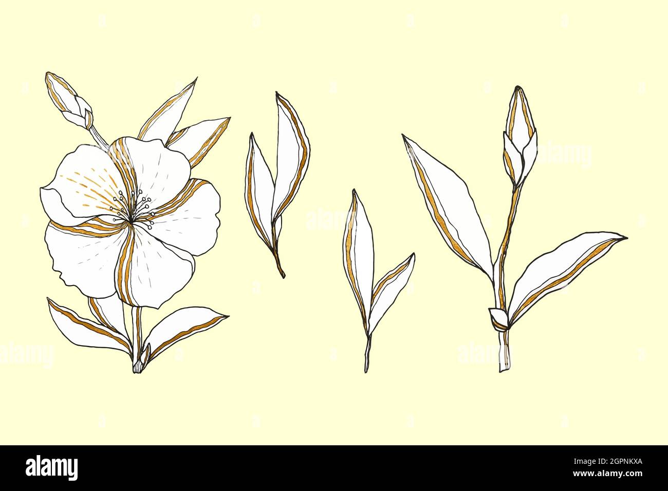 Ensemble de dessin à la main de griffonnage de fleurs, esquisse, ensemble d'éléments pour le design, branches de feuilles de bourgeons de fleurs, arrière-plan isolé, blanc. Illustration vectorielle Illustration de Vecteur