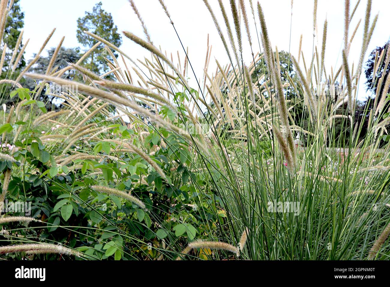Herbe de plumes africaine – longues panicules minces de fleurs de buff et de feuilles vertes grises étroites, septembre, Angleterre, Royaume-Uni Banque D'Images