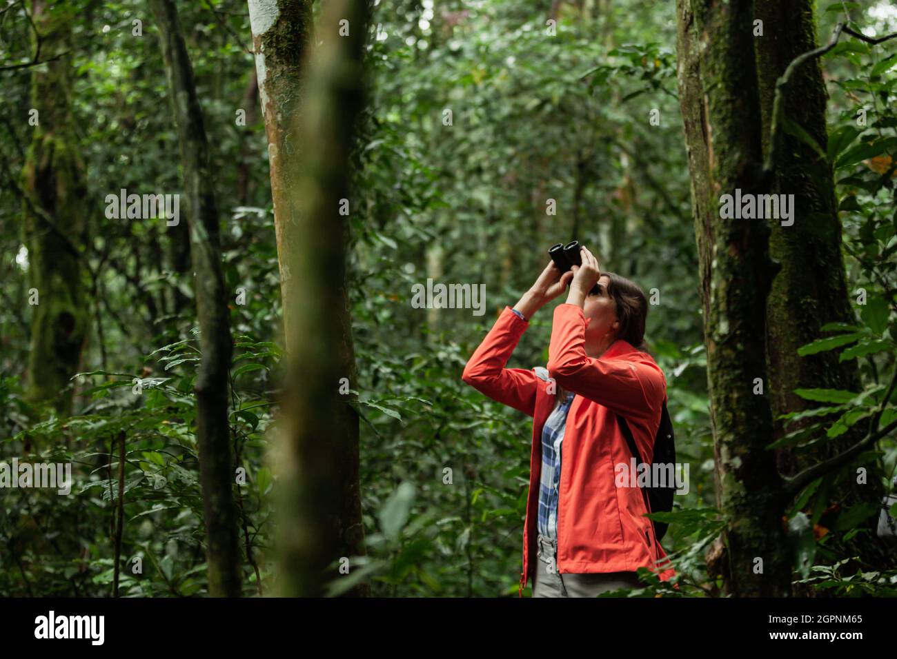 KIBALE NATIONAL PARK, OUGANDA - 15 MARS 2018 : une femme dans une veste rouge regarde à travers des jumelles Banque D'Images