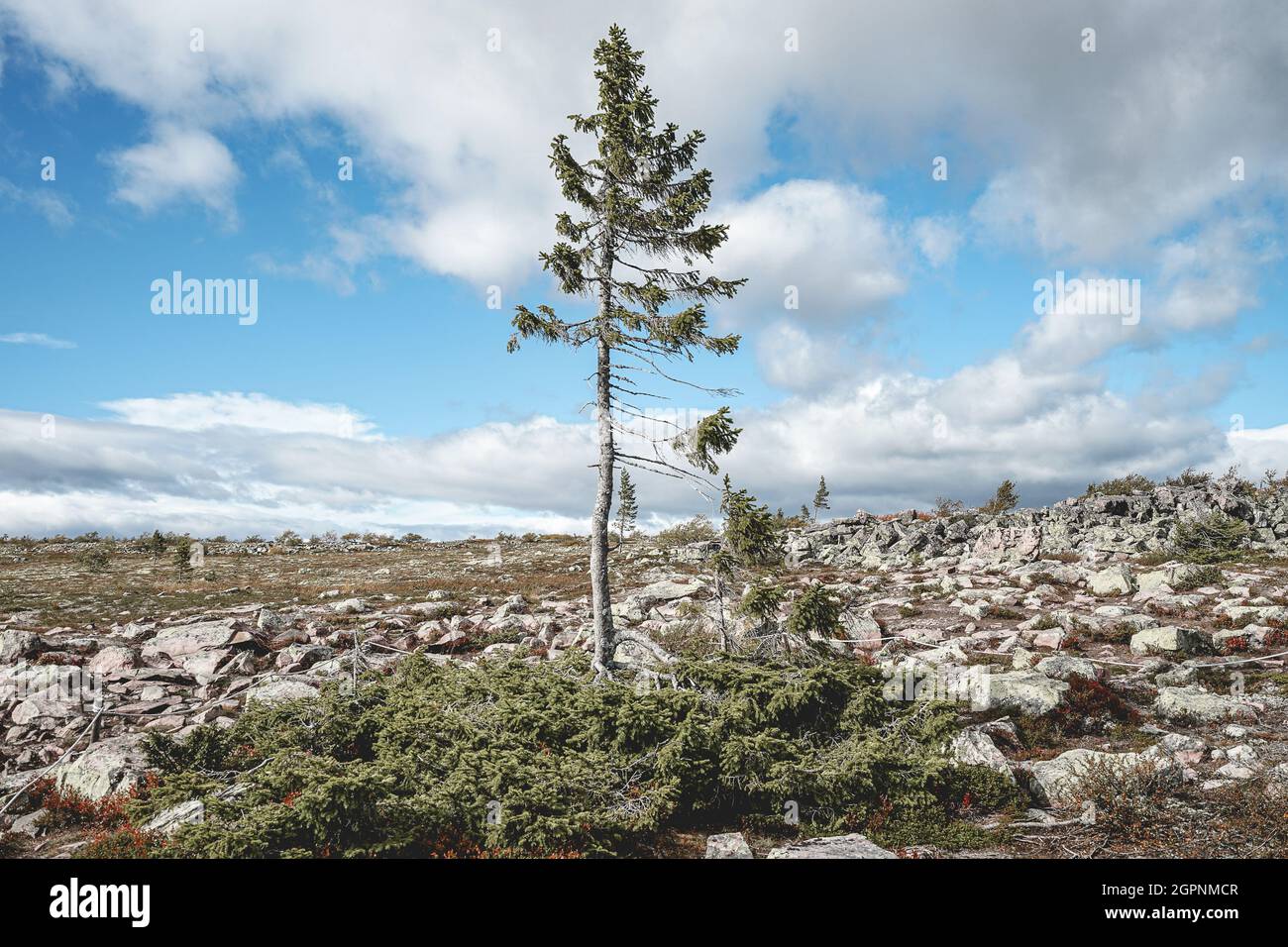 Le vieux Tjikko, le plus ancien arbre du monde, situé dans le parc national Fullufjalet en Suède. Banque D'Images