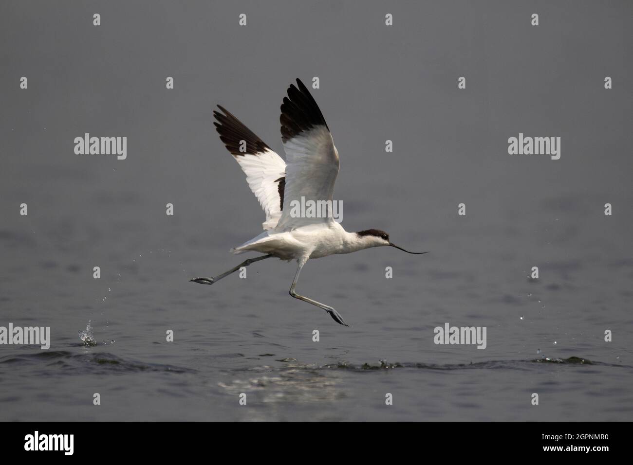 Pied avocat en vol, Recurvirostra avosetta est un grand wader noir et blanc Banque D'Images