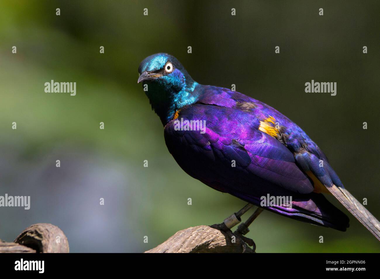 L'amidement de Ruppell, Lamprotornis purpuroptera, également connu sous le nom d'amidement brillant de Ruepell. Famille des Sturnidae Banque D'Images