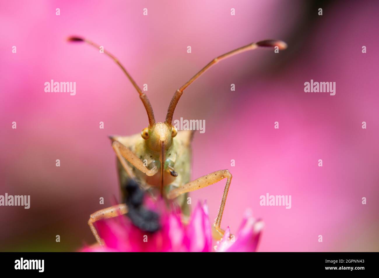 Photo gros plan de brown assassin bugs on leaf Banque D'Images