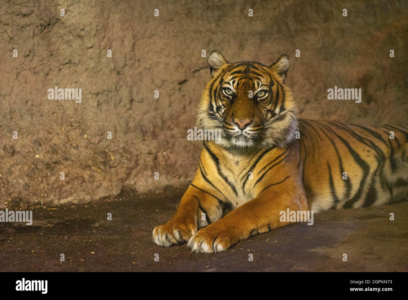 Tigre dans le zoo des pays-Bas, Diergaarde Blijdorp Banque D'Images