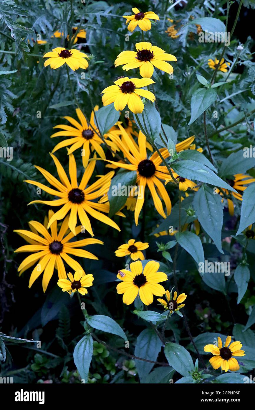 Rudbeckia triloba 'Blackjack Or' à yeux bruns Susan Blackjack Or, Rudbeckia fulgida var deamii DEAMs coneflower, septembre, Angleterre, Royaume-Uni Banque D'Images