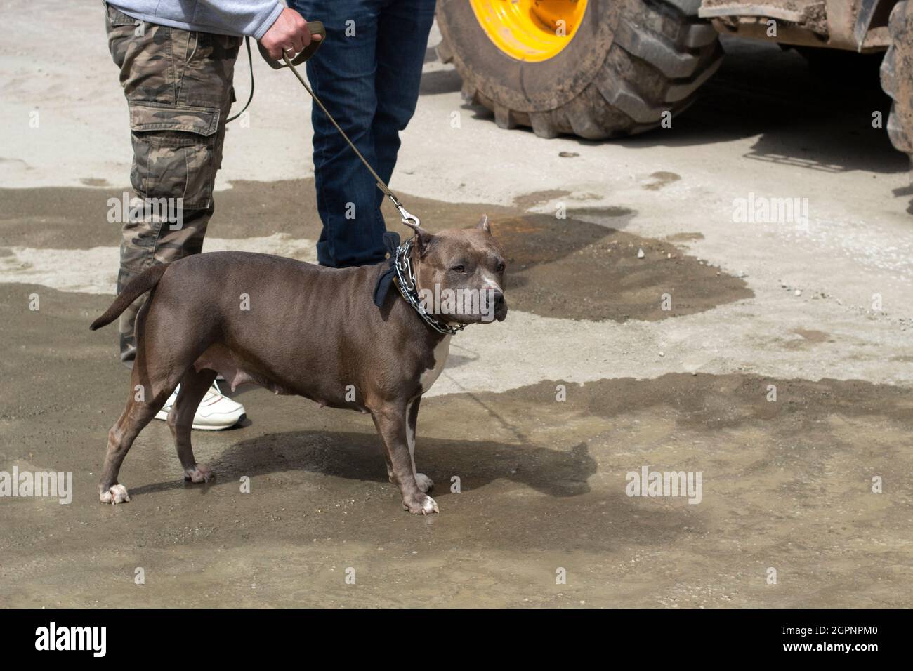 Chien de combat sur une laisse. Animal dangereux. Un chien avec un maître. Bête dangereuse sans museau. Le Bull Terrier est à l'écoute. Banque D'Images