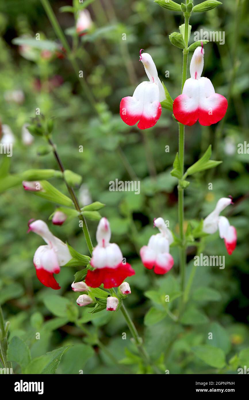 Salvia x jamensis ‘Hot Lips’ Sage Hot Lips – moitié blanche moitié rouge fleurs sur tiges vertes, septembre, Angleterre, Royaume-Uni Banque D'Images