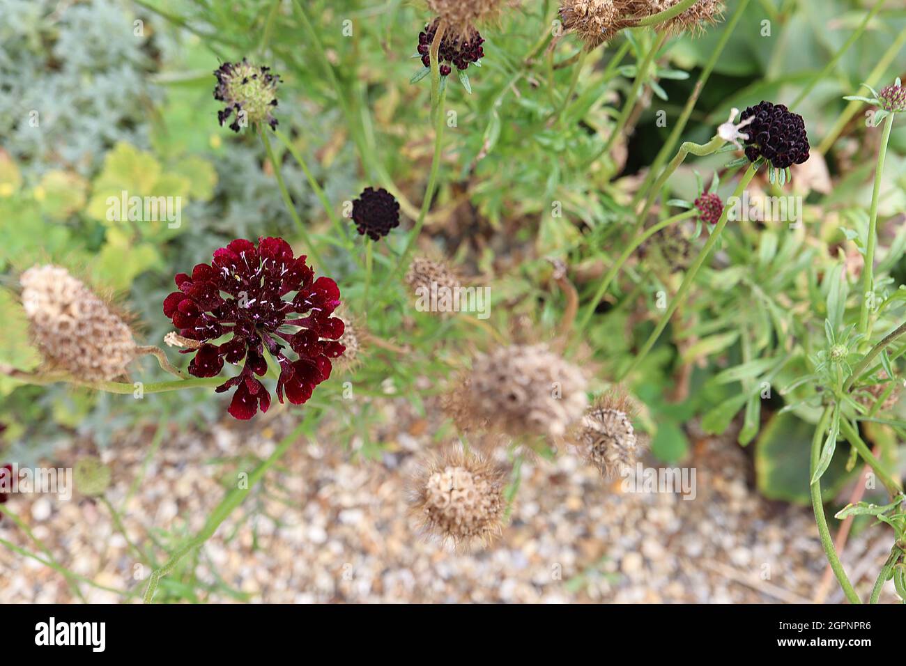 Scabiosa atropurpurea «Black Cat» Scabious Black Cat – fleurs rouges cramoisi aux étamines blanches sur de grandes tiges tordues, septembre, Angleterre, Royaume-Uni Banque D'Images