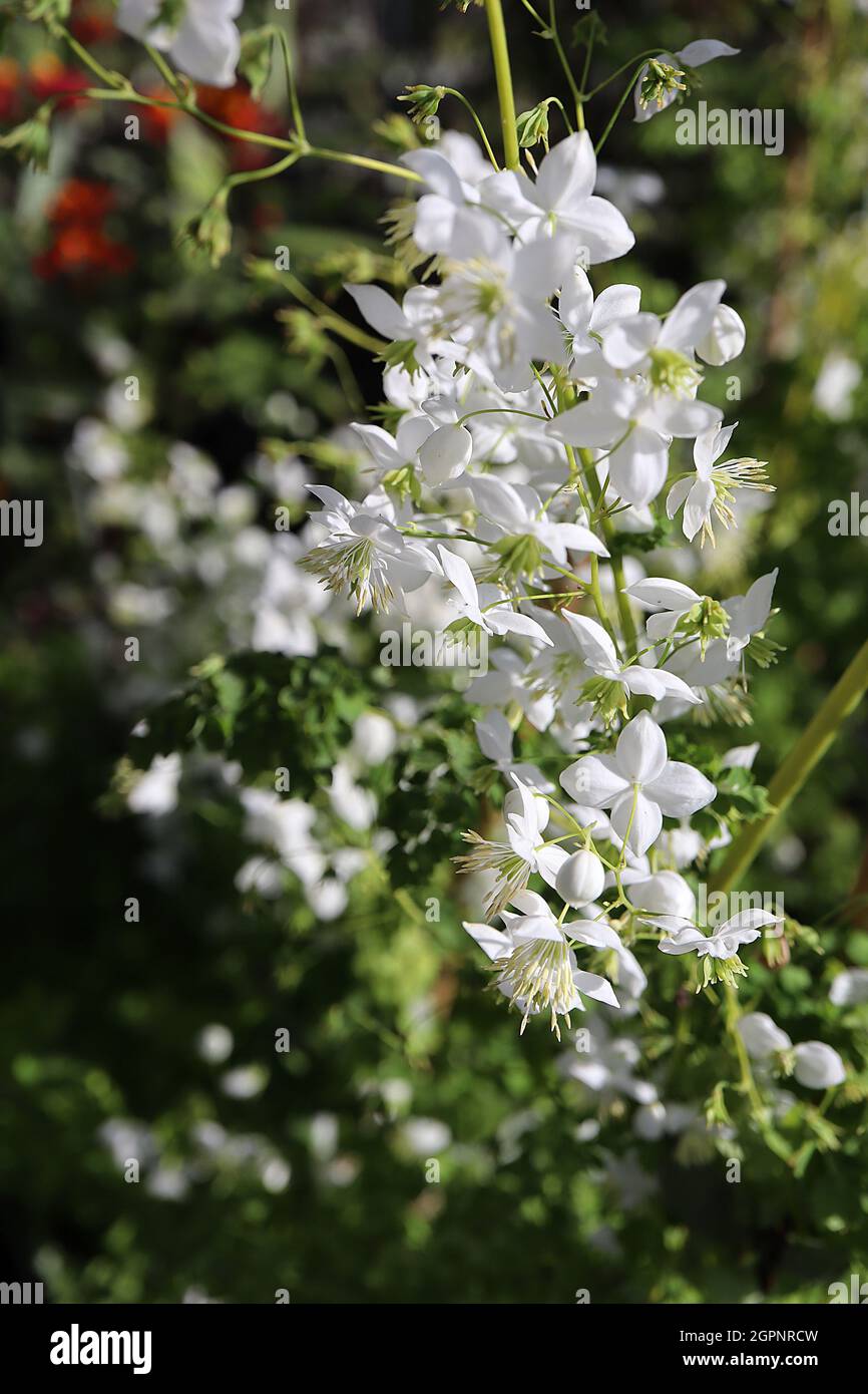 Thalictrum ‘Splendide White’ Meadow rue splendide White – vaporisations en vrac de fleurs blanches avec des étamines blanches et des anthères vertes, septembre, Angleterre, Royaume-Uni Banque D'Images