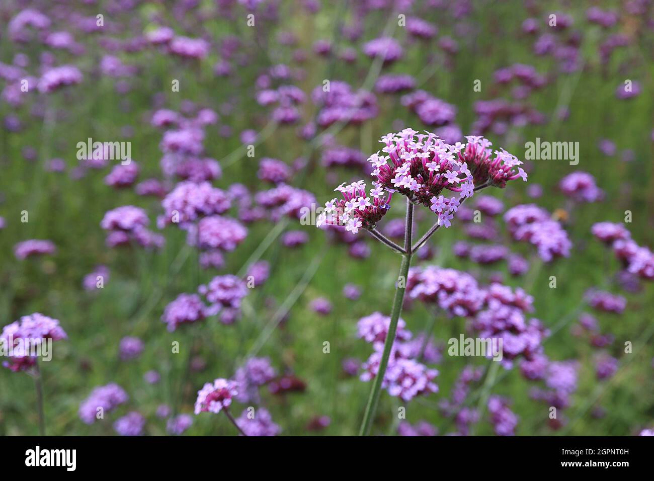 Verbena bonariensis pumpetop vervain – grappes ramifiées bombées de petites fleurs violettes sur de très grandes tiges, septembre, Angleterre, Royaume-Uni Banque D'Images