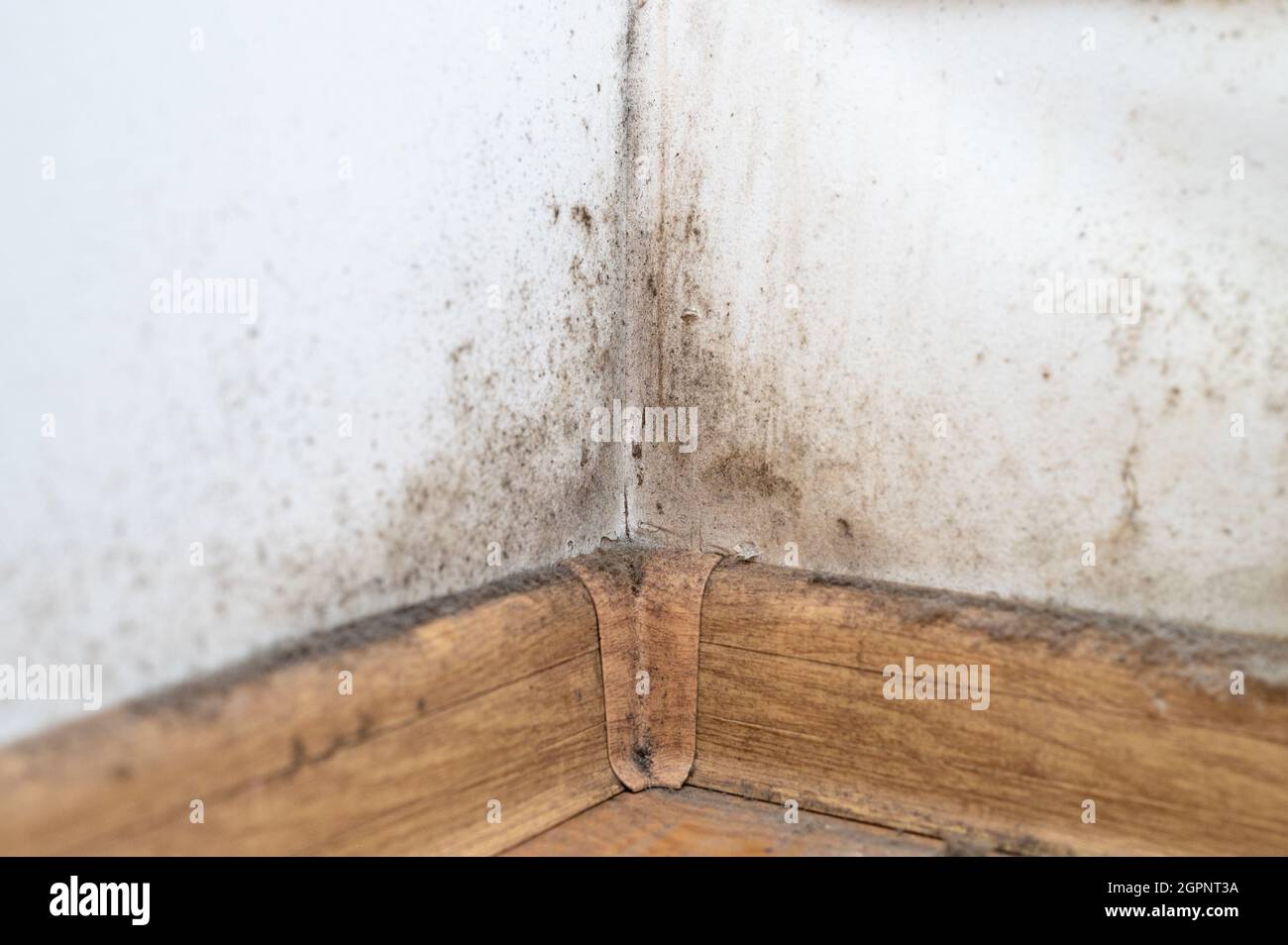 la poussière dans le coin de la pièce. la saleté poussiéreuse, la moisissure  toxique sale et les bactéries fongiques sur le mur blanc, la plinthe et le  plancher en bois ont été