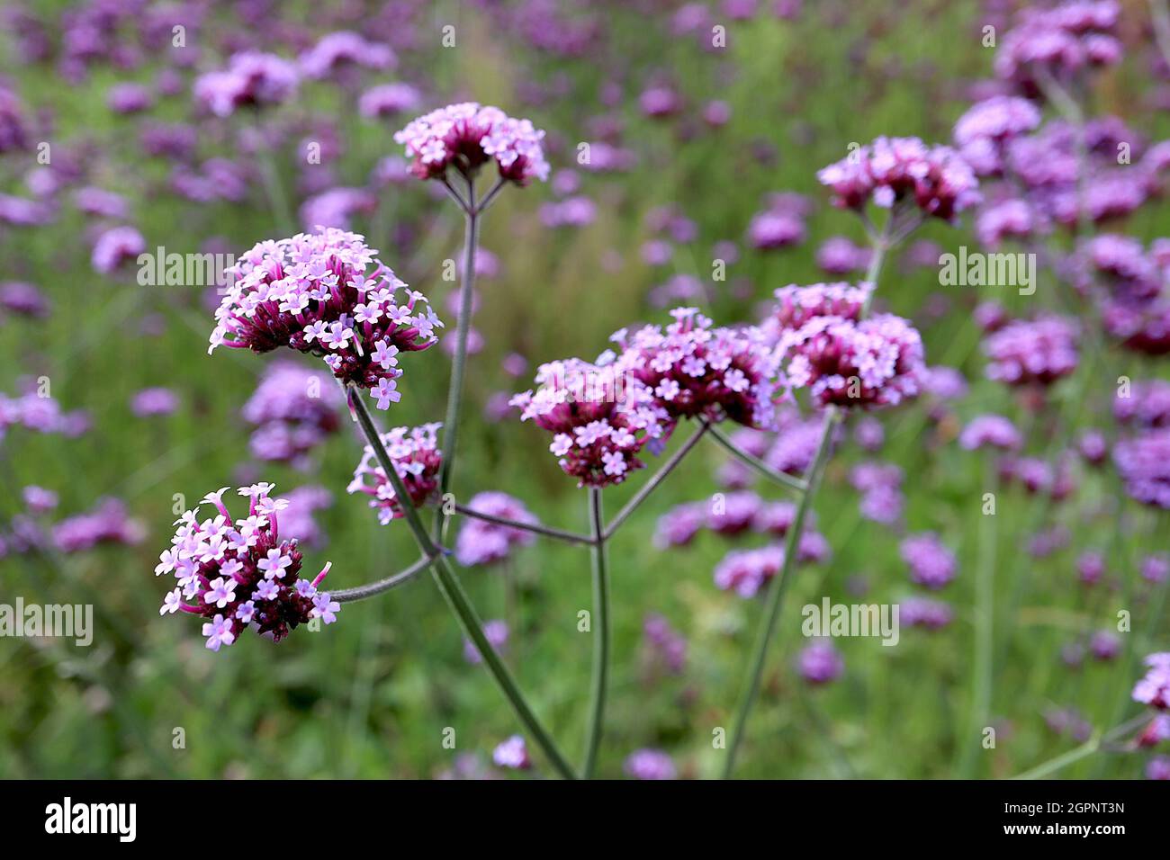 Verbena bonariensis pumpetop vervain – grappes ramifiées bombées de petites fleurs violettes sur de très grandes tiges, septembre, Angleterre, Royaume-Uni Banque D'Images