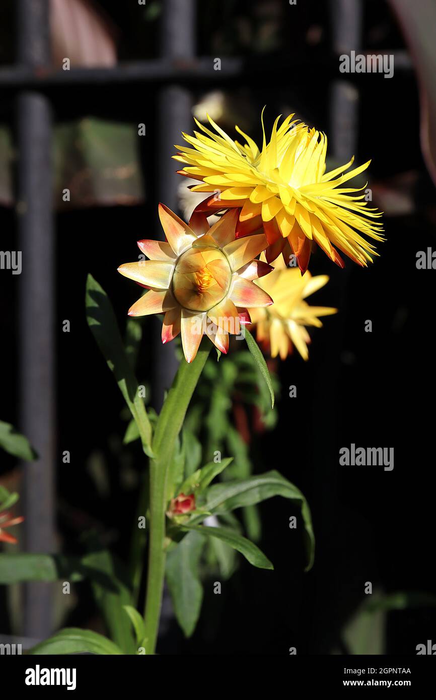 Xerochrysum / Helichrysum bracteatum jaune d'or jaune d'or – fleurs jaunes d'or au centre jaune profond, septembre, Angleterre, Banque D'Images