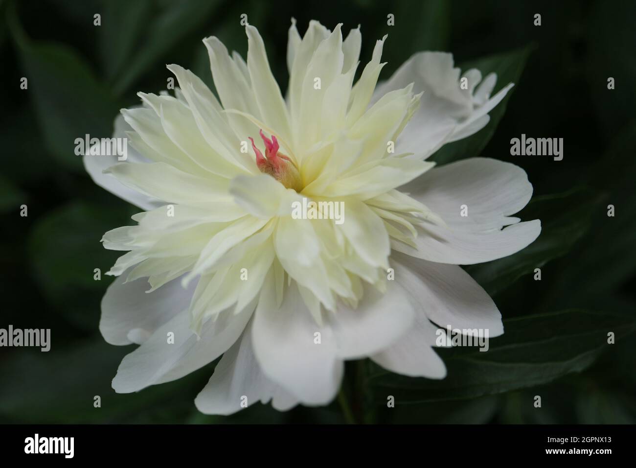 Pivoine blanche aux pétales délicats et aux feuilles vertes, pivoine dans le jardin, fleur de printemps blanche macro, fleur de tête, beauté dans la nature, photo florale, macro Banque D'Images