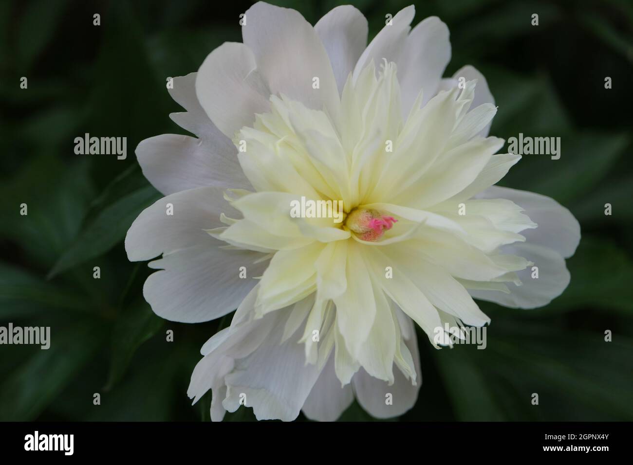 Pivoine blanche aux pétales délicats et aux feuilles vertes, pivoine dans le jardin, fleur de printemps blanche macro, fleur de tête, beauté dans la nature, photo florale, macro Banque D'Images