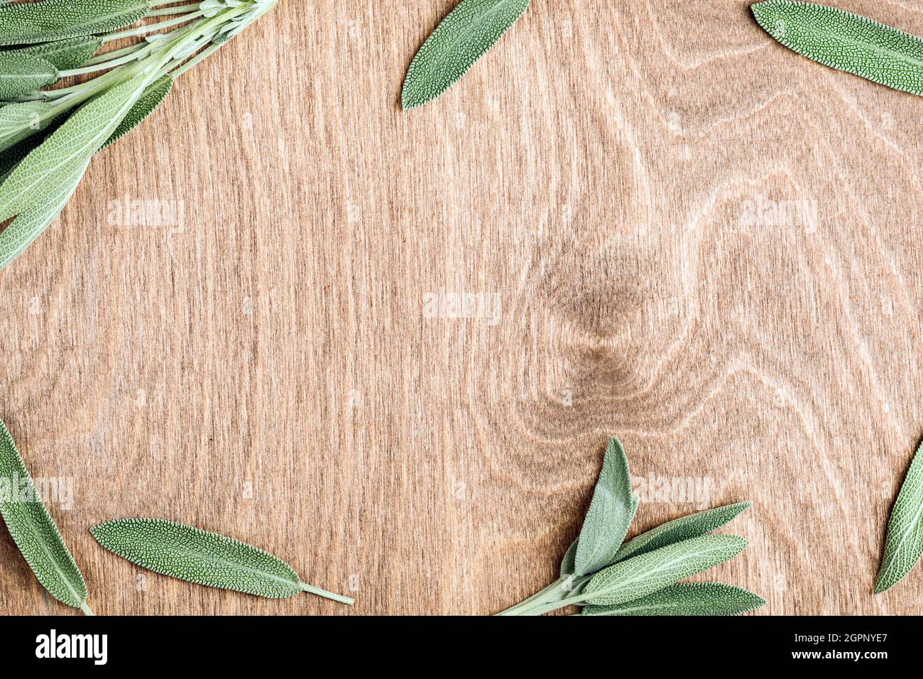 Fond végétal.Cadre de feuille de sauge avec espace de copie au milieu. Banque D'Images