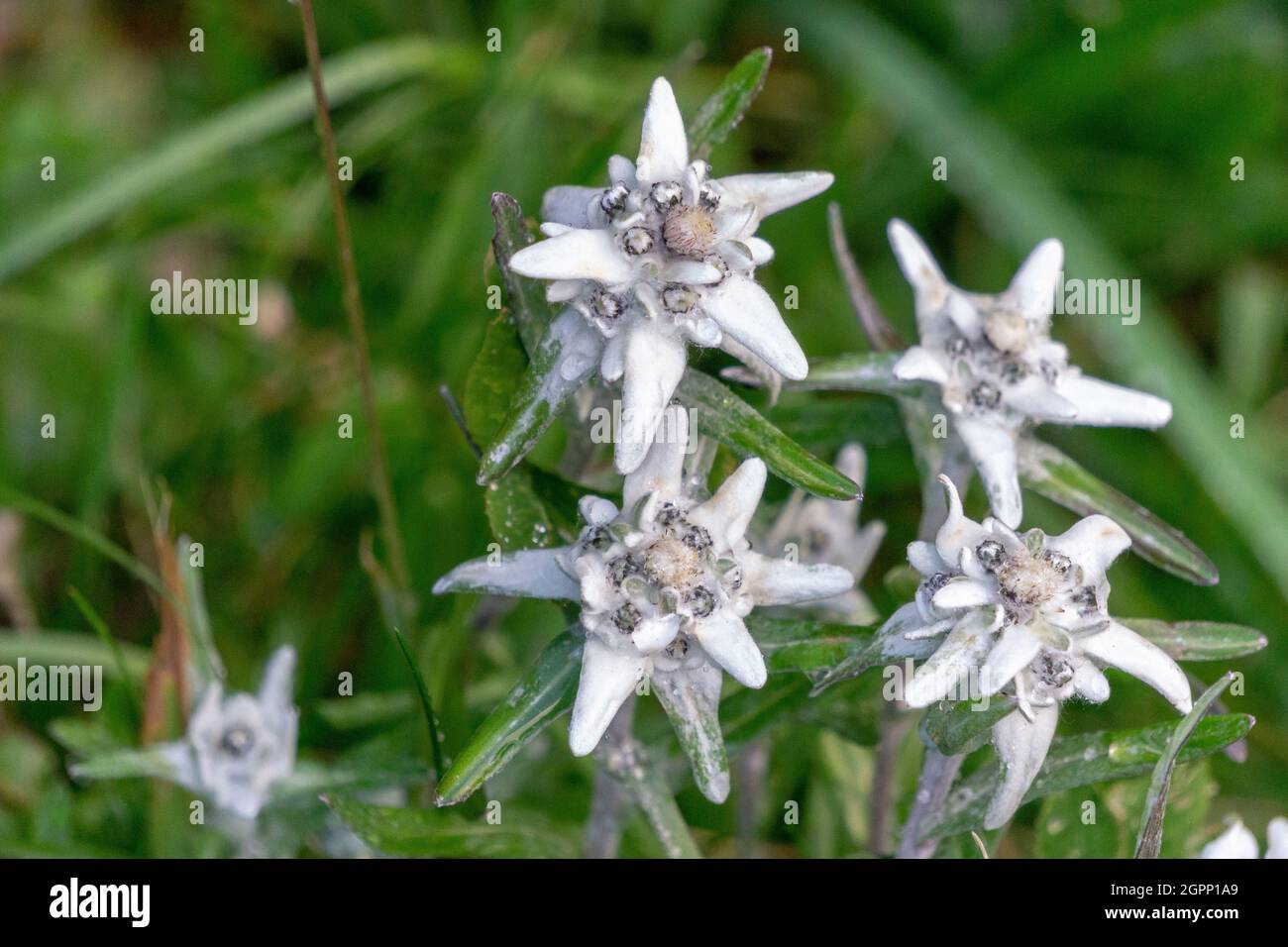 Edelweiss, une rare fleur de montagne protégée. Banque D'Images