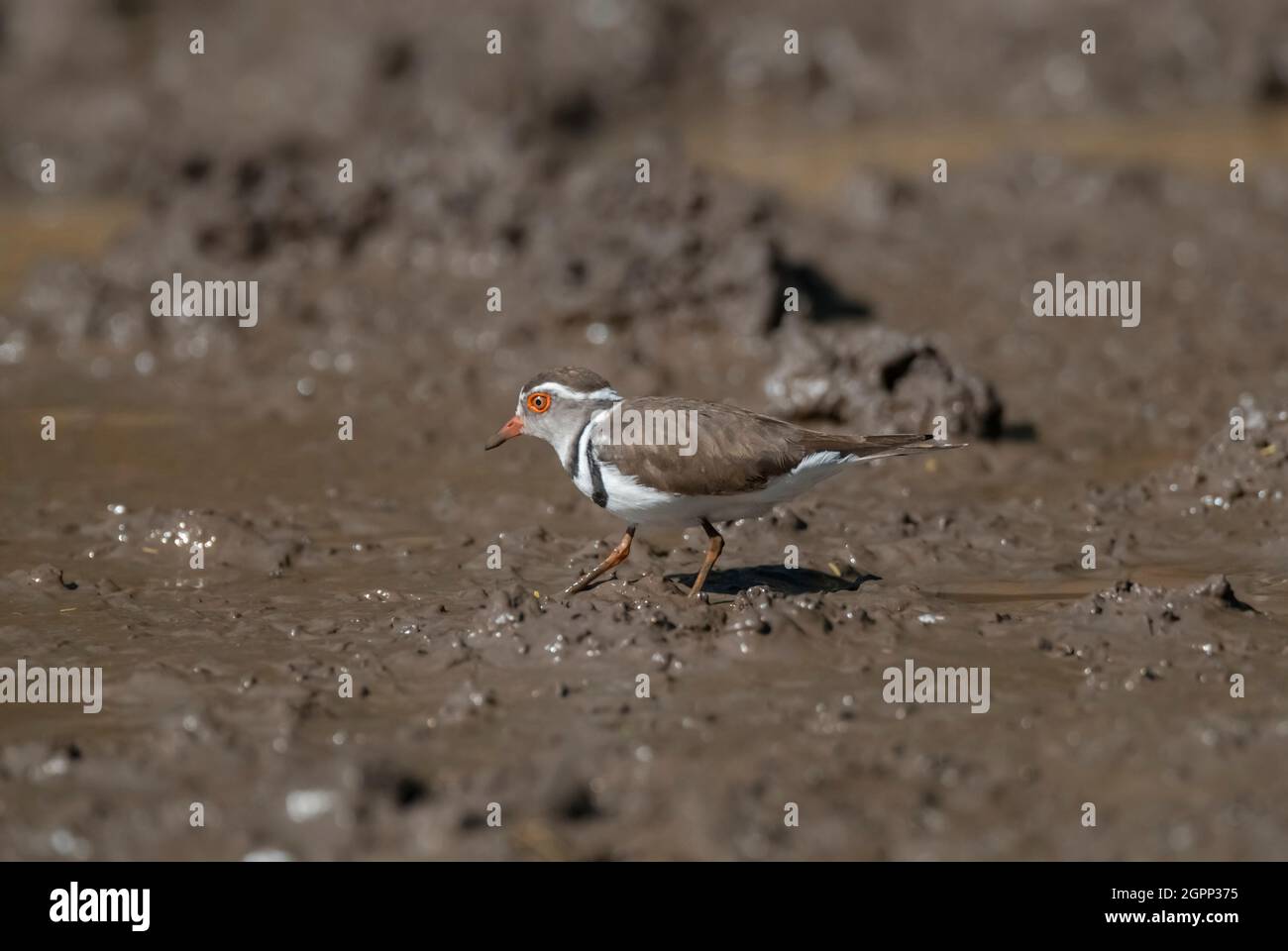 Trois tremplons bagués, (Charadrius tricollaris), parc national de Kriger, Afrique du Sud. Banque D'Images