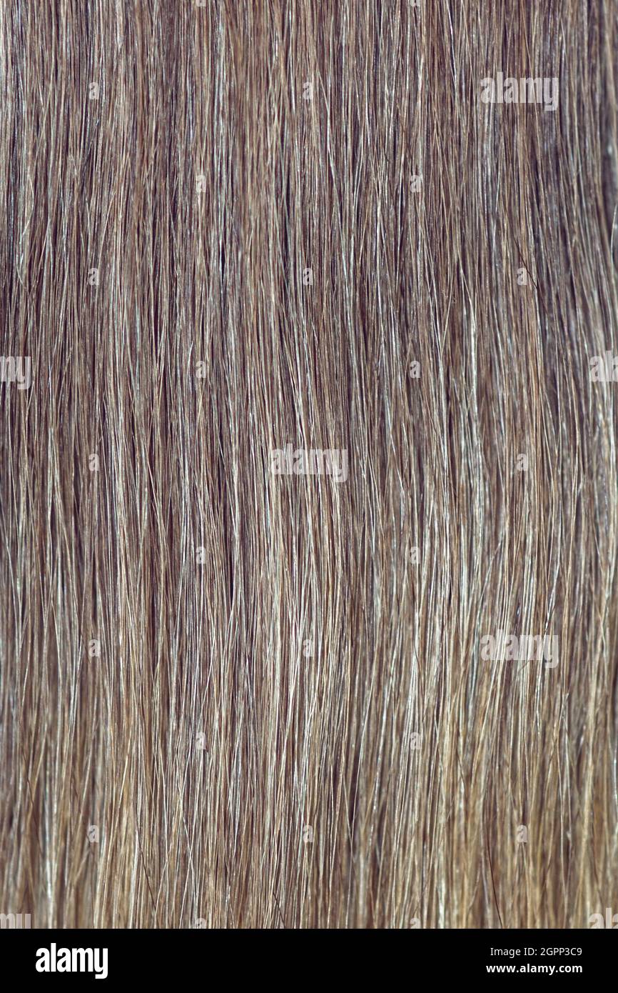 Gros plan sur les cheveux bruns. Une serrure de cheveux bruns. Banque D'Images