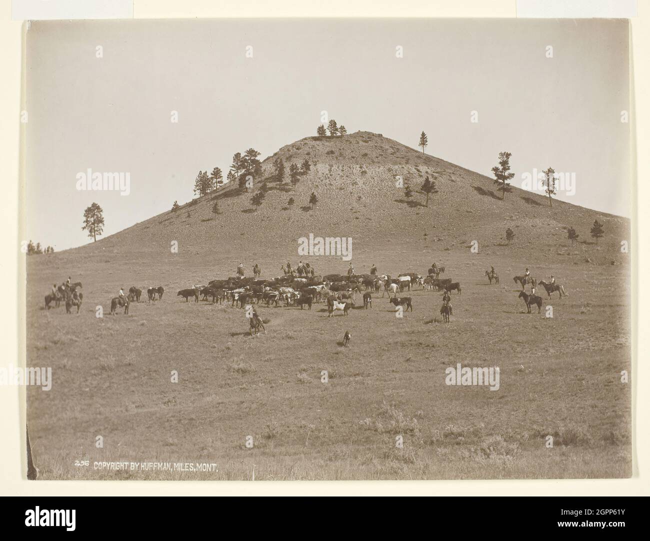 Travailler un petit groupe dans les collines, c. 1900. [Cowboys on the Prairie, États-Unis]. Impression en gélatine argentée (impression sur papier). Banque D'Images