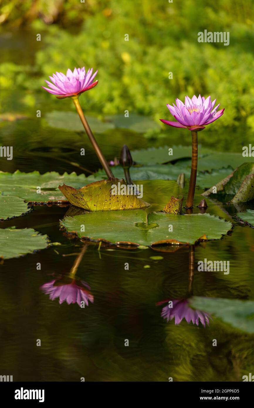 Water Lily in Pond Banque D'Images