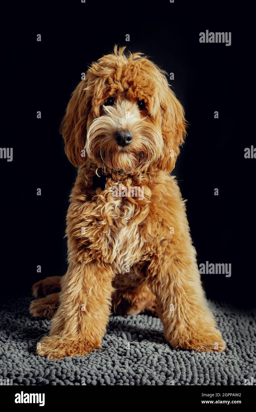 Un chiot blacopoo de qualité et câreusement masculin posé pour l'appareil photo. Banque D'Images