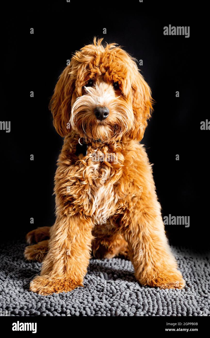 Un magnifique Cockapoo de 7 mois posant pour la première fois. Banque D'Images