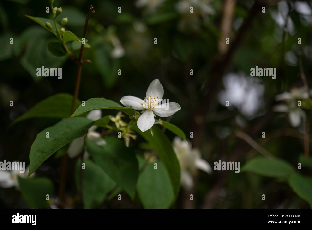 le dernier jasmin fleurit entre les branches dans le jardin.Floraison sélective de mise au point Banque D'Images
