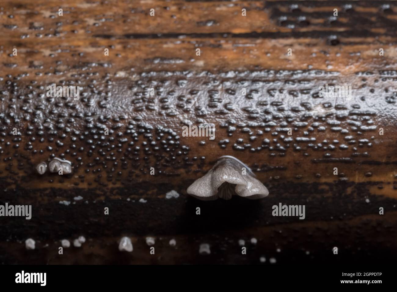 Close-up de champignon blanc Banque D'Images