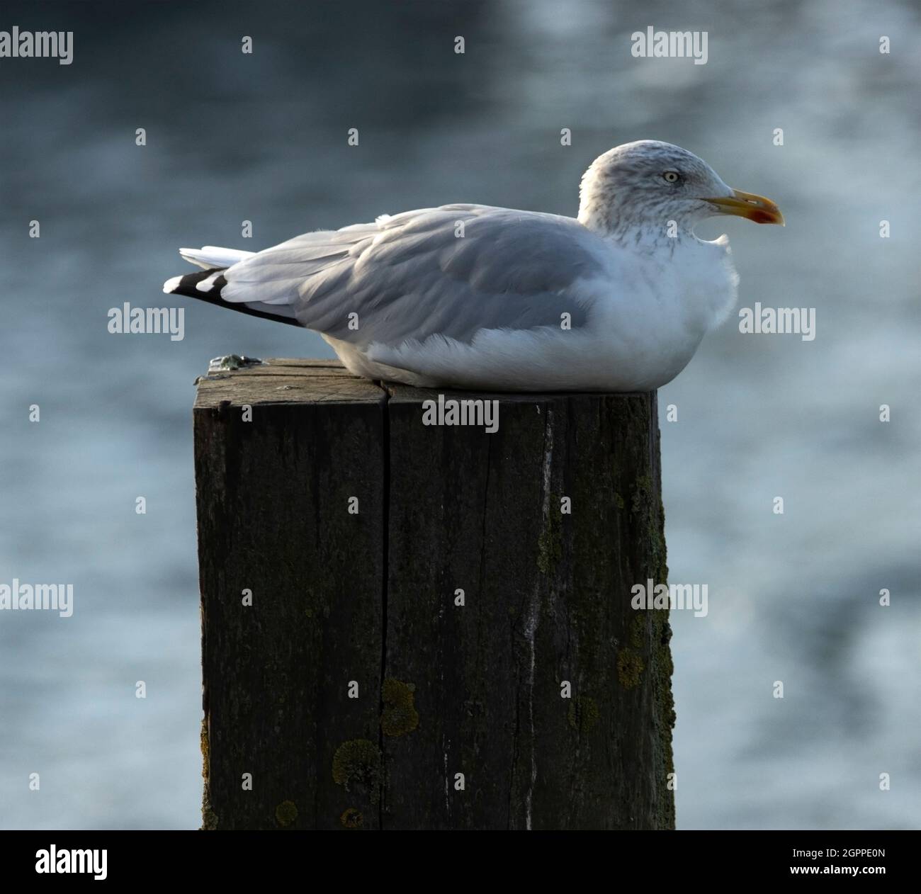 Un Goéland argenté adulte en plumage d'hiver repose sur un pylône portuaire. Bien que souvent vu dans les stations côtières et souvent les oiseaux de problème, Banque D'Images