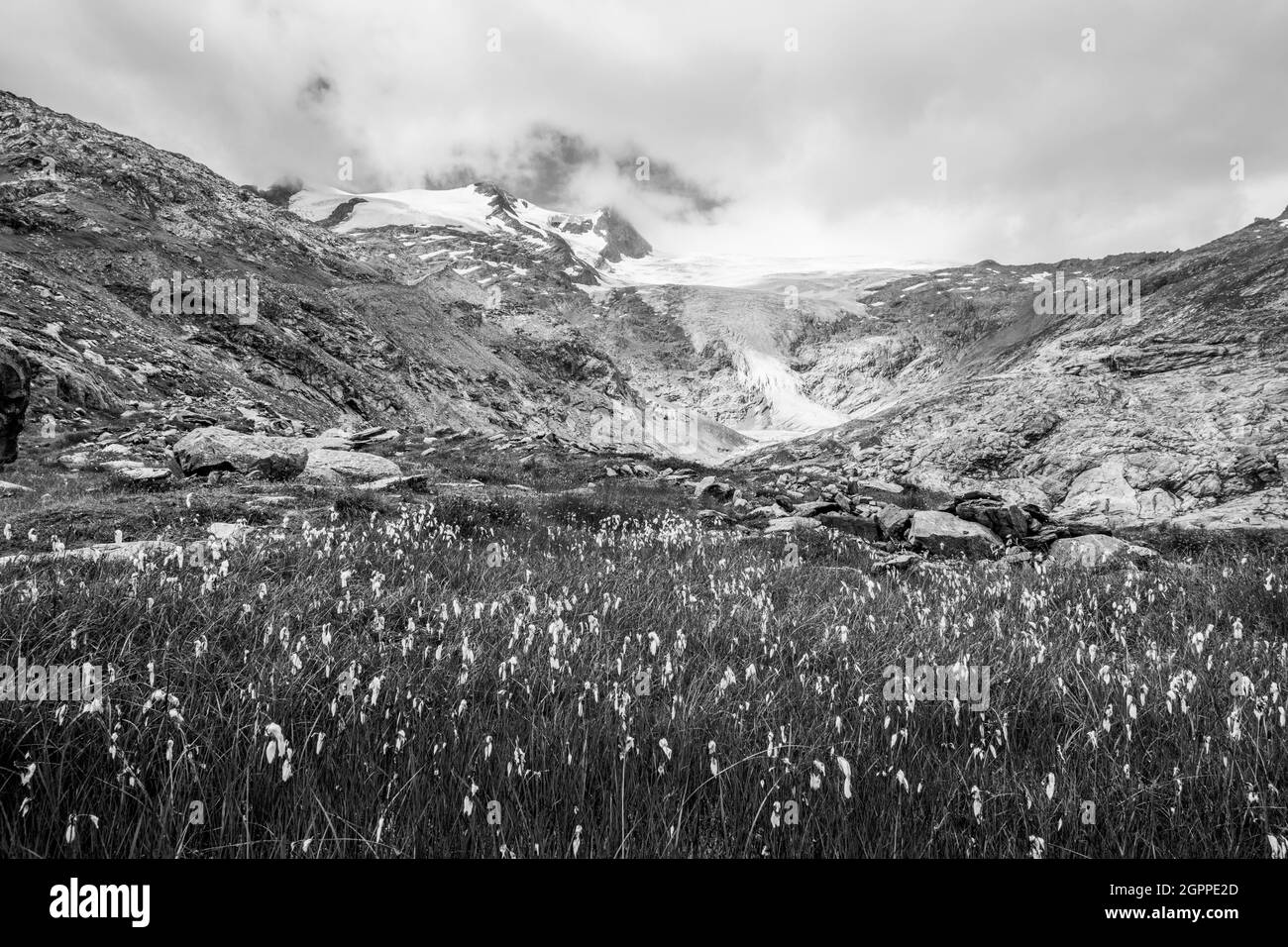 Paysage de montagne avec prairie de coton et glacier de Schlatenkees en arrière-plan. Hohe Zaun in Venendiger Group, Parc national Hohe Tauern, Tyrol oriental, Autriche. Image en noir et blanc. Banque D'Images