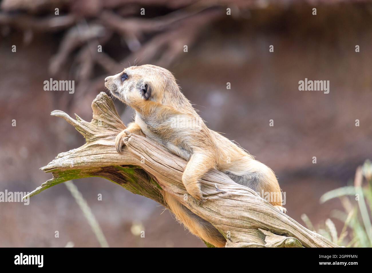 un meerkat sur la garde, allongé sur une racine d'arbre morte Banque D'Images