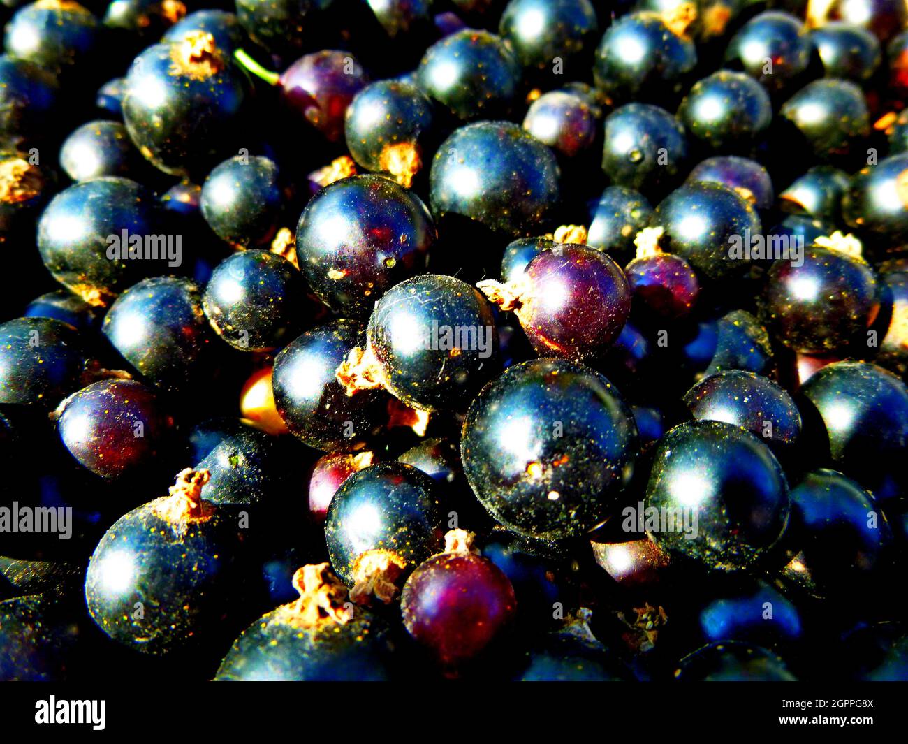Baies de cassis. Récolte de baies, beaucoup de baies, gros plan. Image d'arrière-plan texturée Banque D'Images