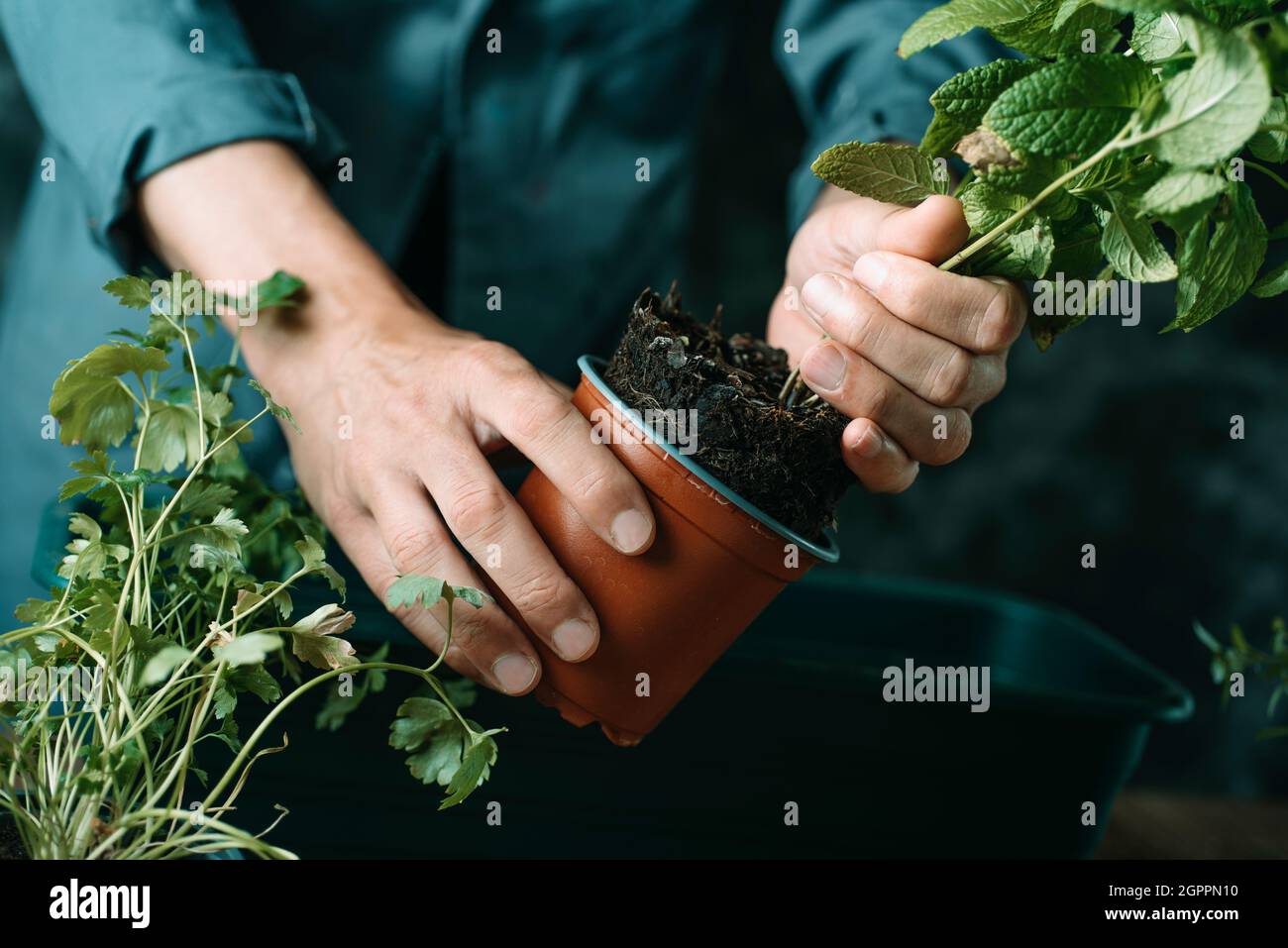 gros plan d'un jeune homme caucasien, portant un manteau de travail gris, sur le point de replanter une plante de menthe dans une boîte de fenêtre verte, de sorte qu'il la prend de ses plas Banque D'Images