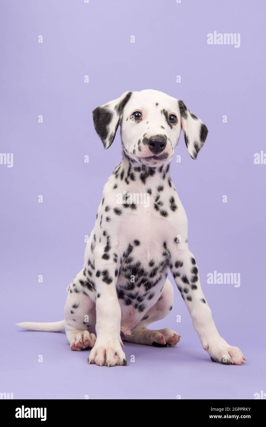 Mignon petit chien dalmatien noir et blanc regardant l'appareil photo assis  sur Un fond violet lavande Photo Stock - Alamy