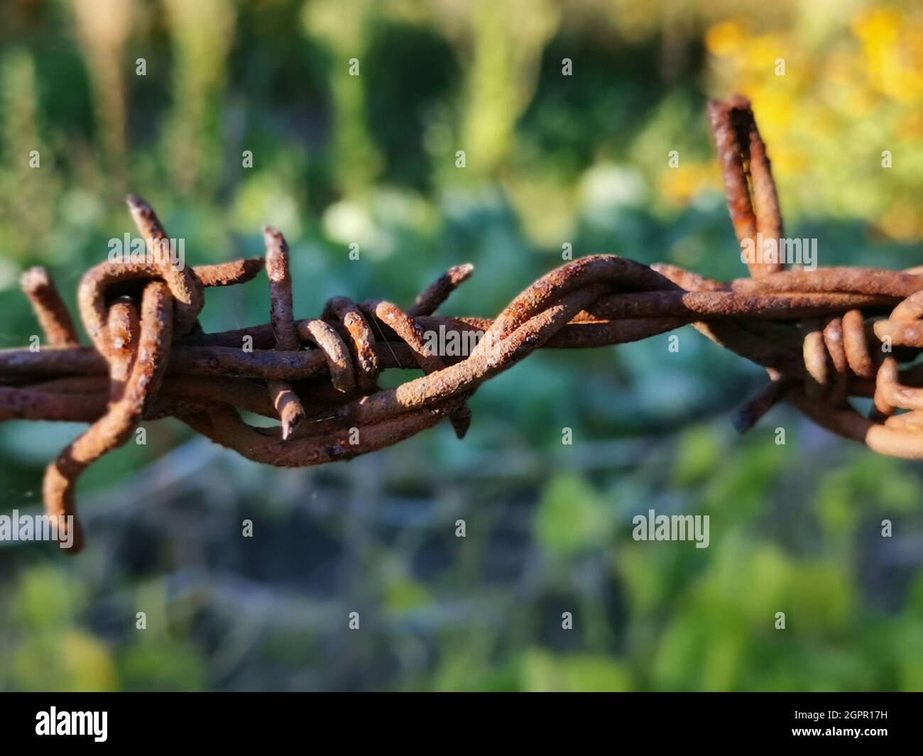 Gros plan du fil barbelé Banque D'Images